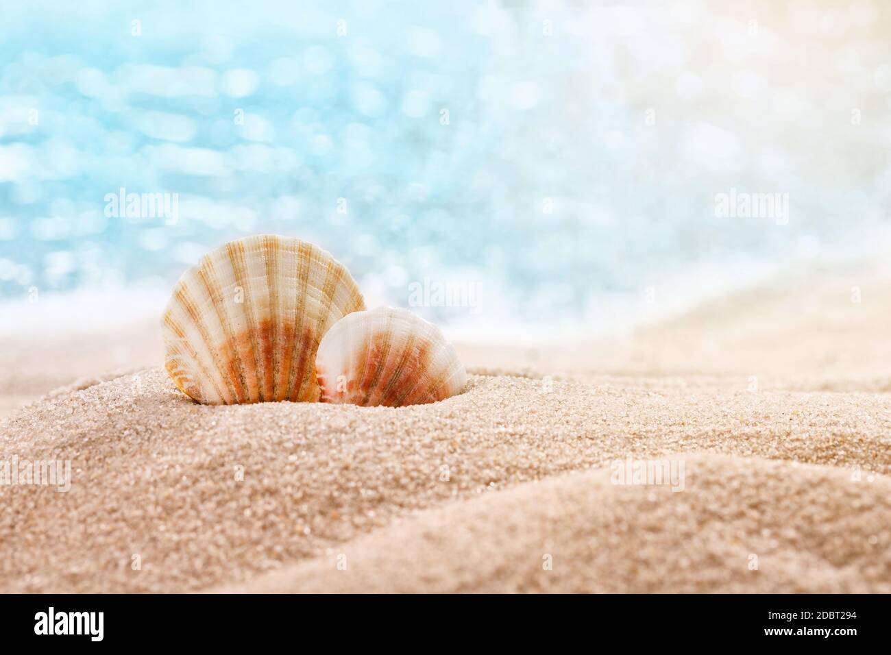 Belles coquillages sur la mer avec de la place pour un produit ou du texte publicitaire. Mer floue en arrière-plan. Thème des vacances en mer. Banque D'Images