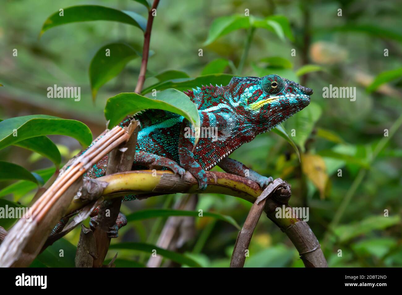 Un caméléon se déplace le long d'une branche dans une forêt tropicale de Madagascar Banque D'Images