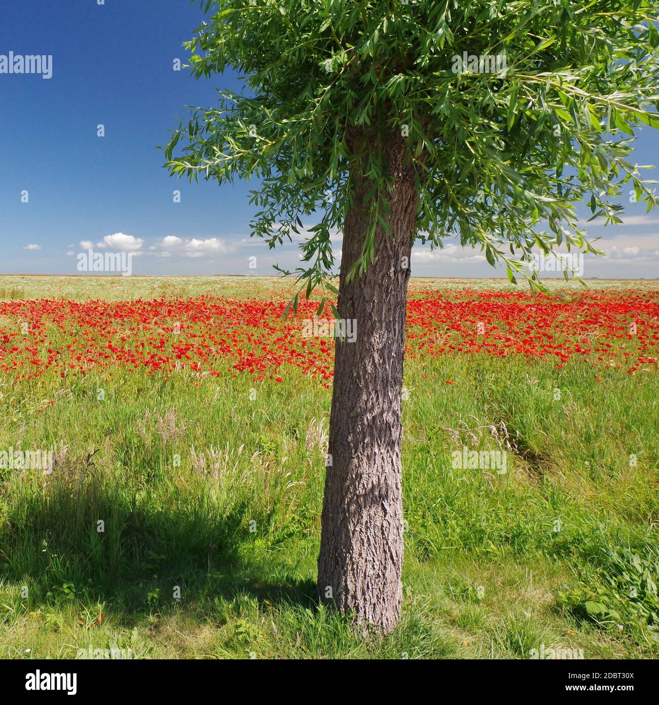 Paysage près de Wustrow avec un champ de pavot, direction d'observation 'Saaler Bodden', Mer Baltique, Peninsula Fischland-Darss-Zingst, Mecklembourg-Poméranie-Occidentale, Allemagne Banque D'Images