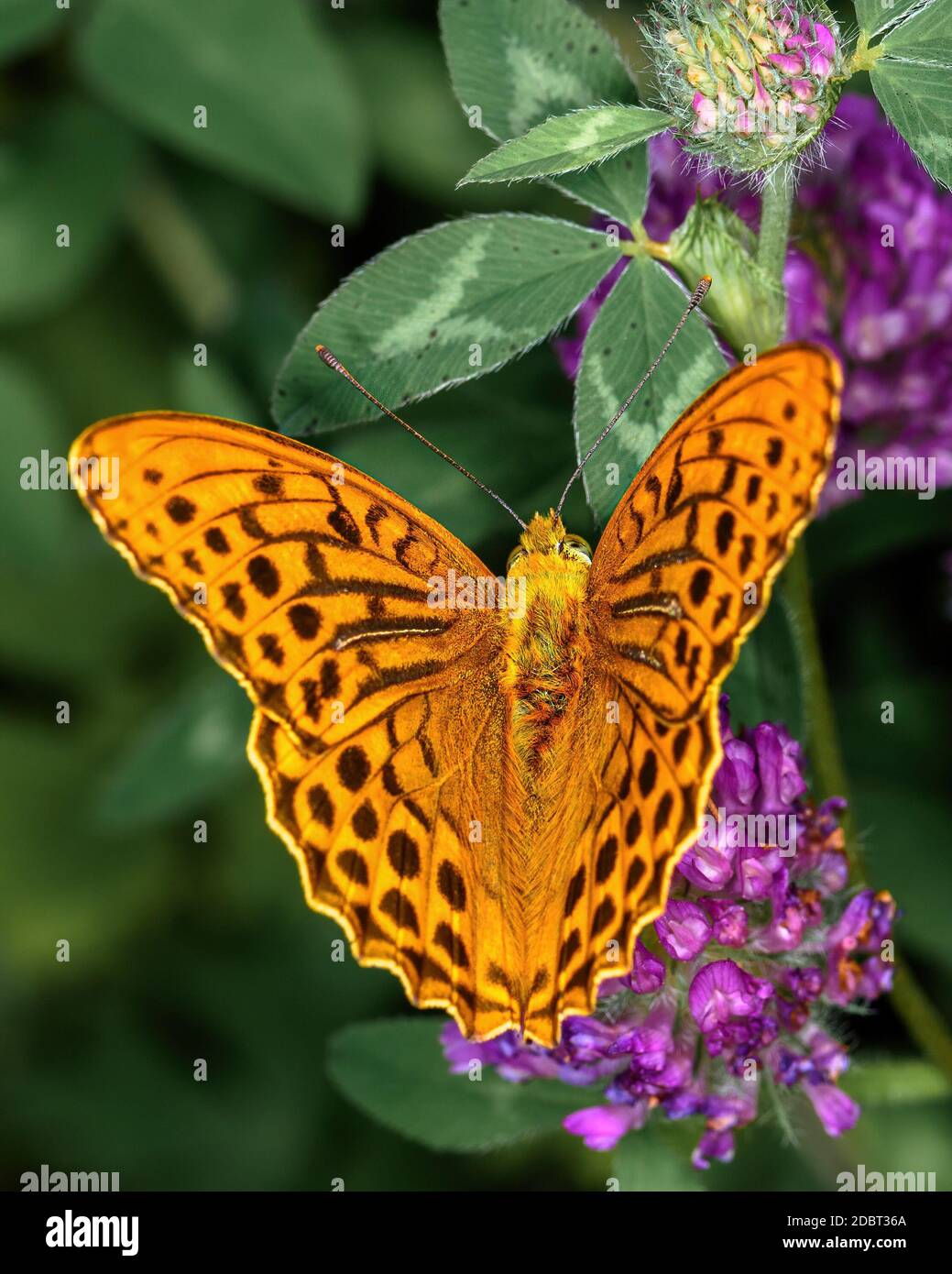 Le papillon de jour d'orange Argynnis pupia se trouve sur une fleur de trèfle, en gros plan Banque D'Images