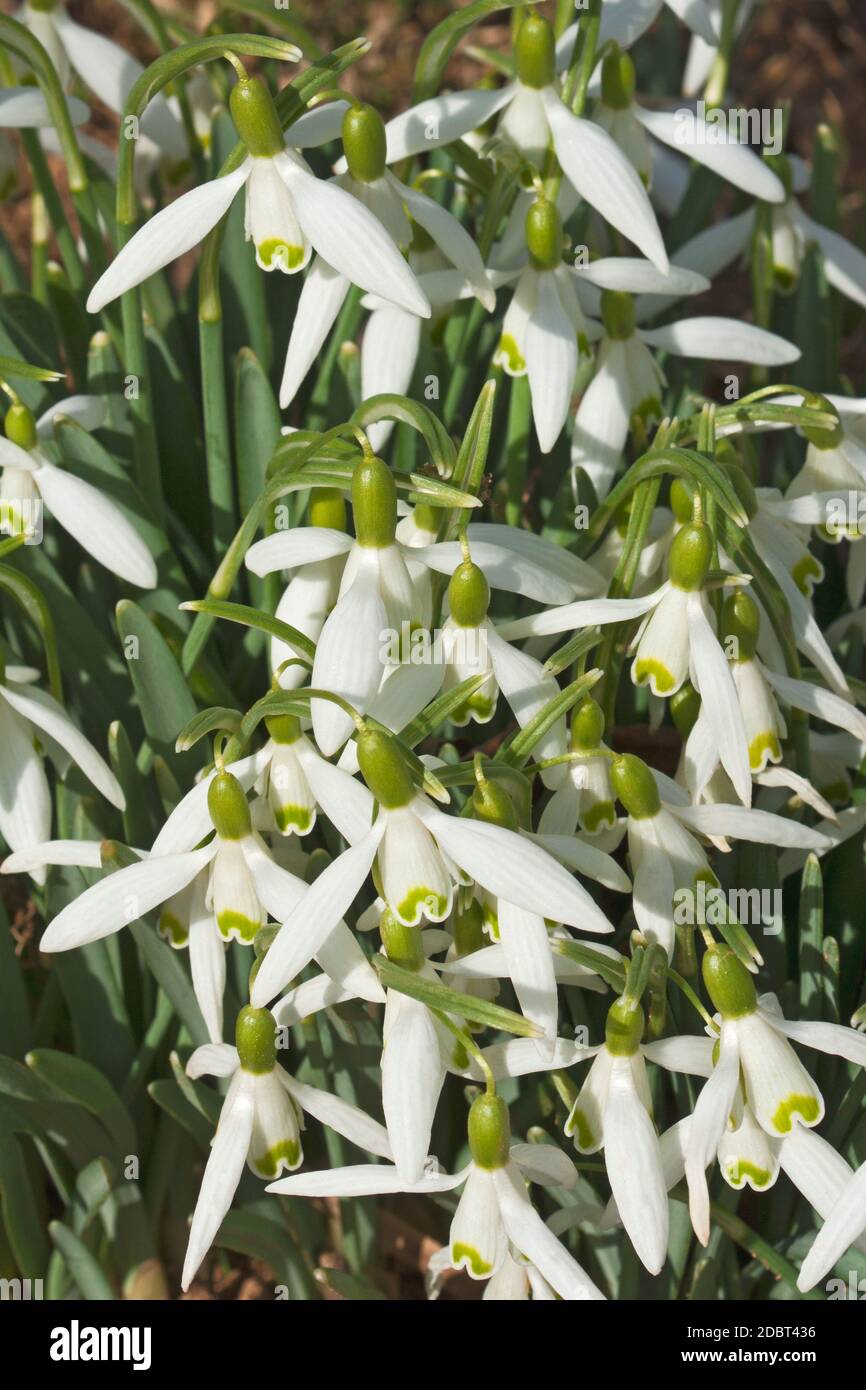 Snowdrop (Galanthus nivalis). Appelé également chute de neige commune Banque D'Images