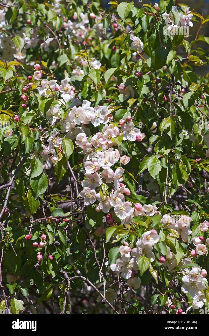 Pleurs Jade rouge pommetier (Malus x sheidekeri Red Jade) Banque D'Images