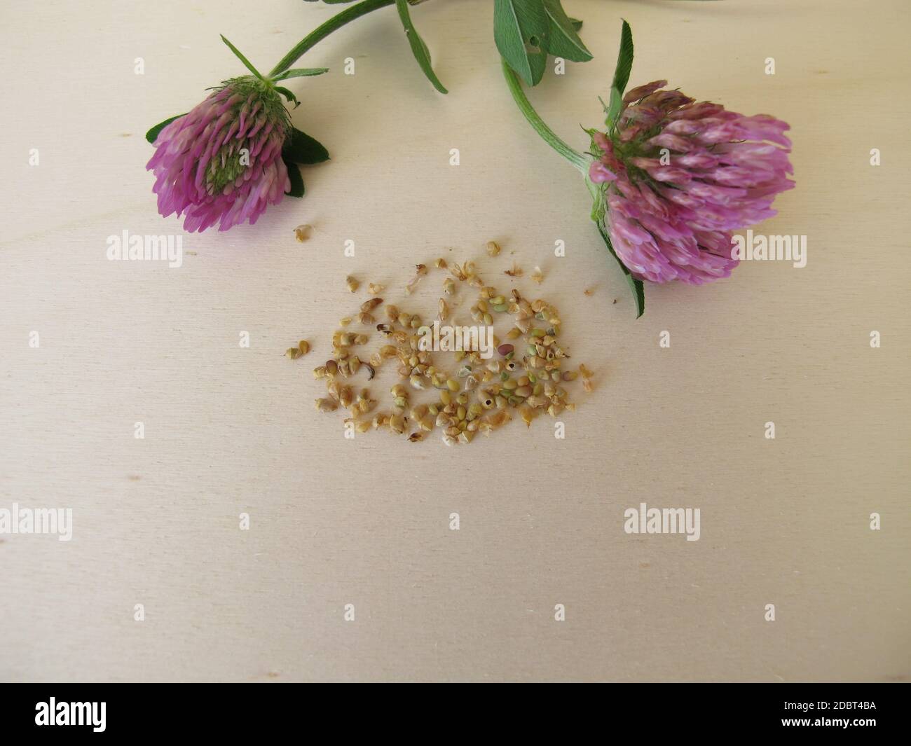 Trèfle rouge à fleurs et graines comestibles de trèfle rouge sur une planche en bois Banque D'Images
