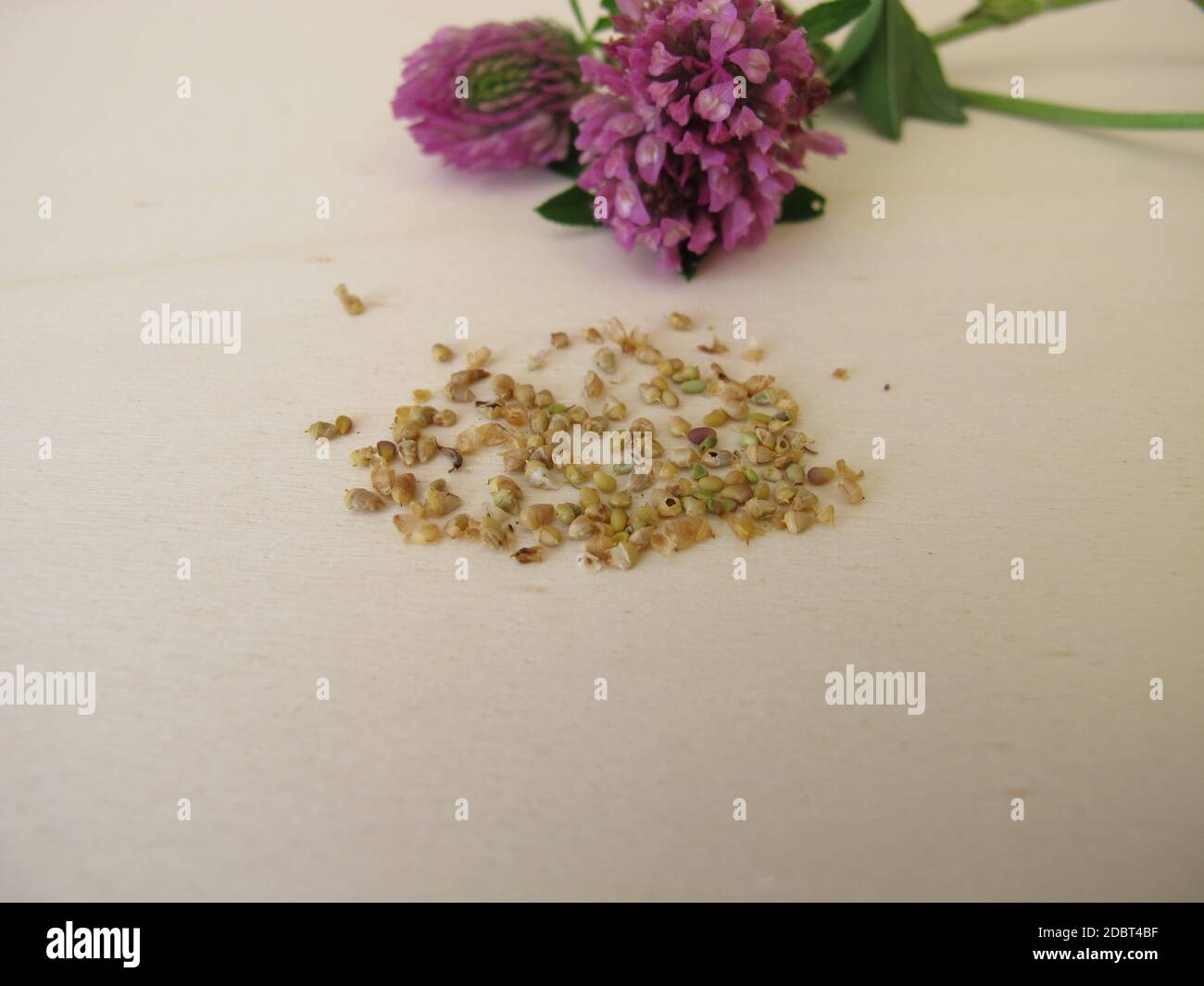 Trèfle rouge à fleurs et graines comestibles de trèfle rouge sur une planche en bois Banque D'Images