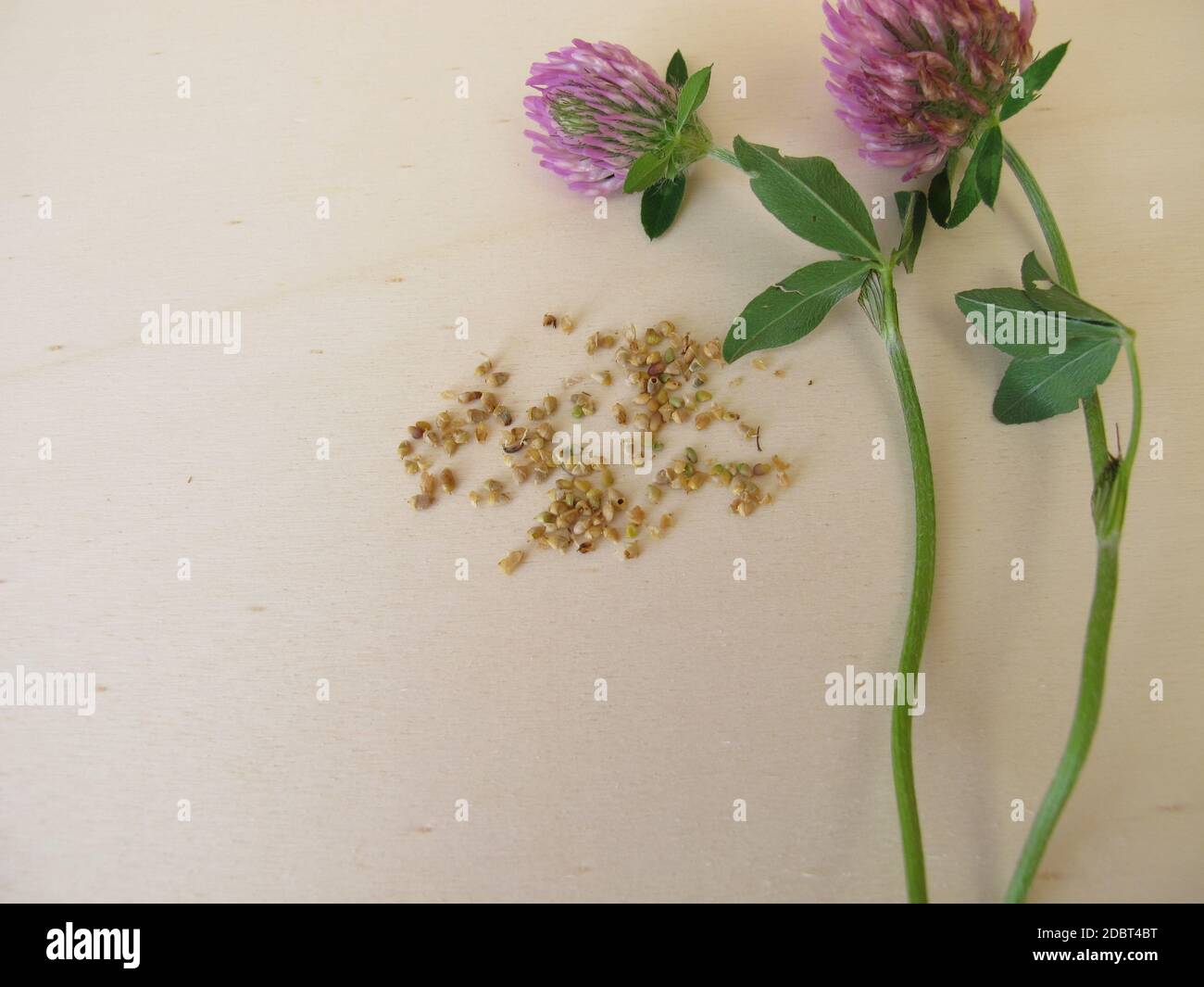 Trèfle rouge à fleurs et graines comestibles de trèfle rouge sur une planche en bois Banque D'Images