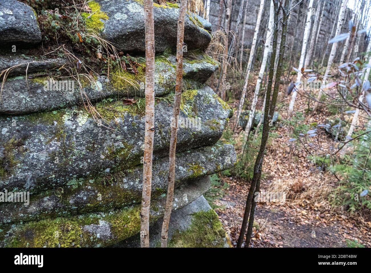 Piliers de l'Anyu . Magnifique fond texturé gris rocailleux avec mousses et lichens. Falaise de montagne de surface en gros plan. Banque D'Images