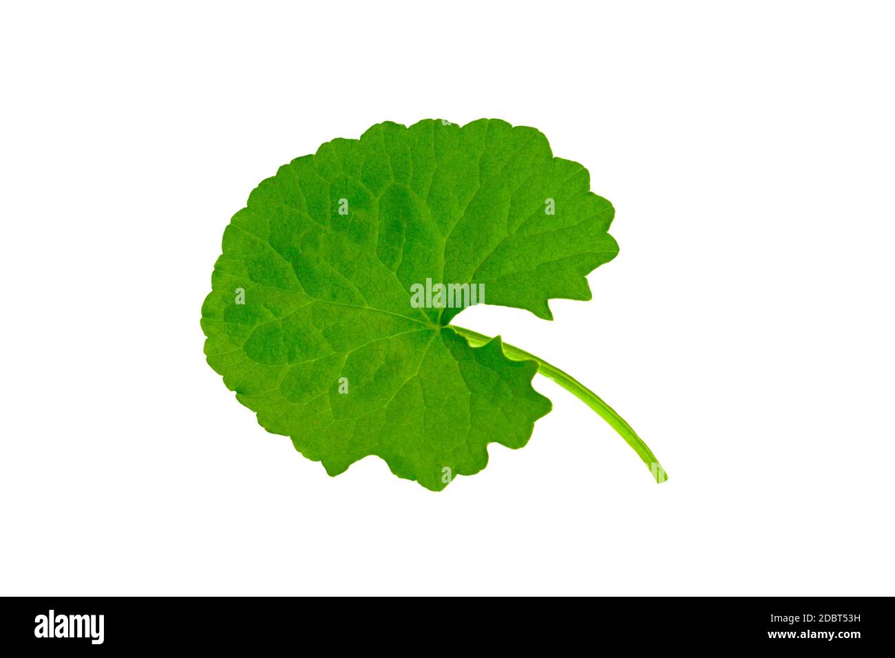 Pennymort asiatique vert (Centella asiatica , Hydrocotyle umbellata L ou eau pennymort ) isolé sur fond blanc.enregistré avec un masque. Banque D'Images