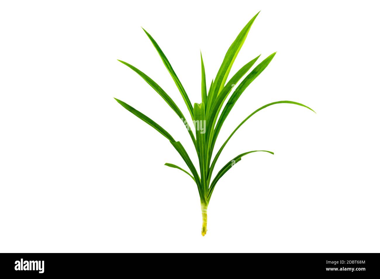 Gros plan feuille verte de Pandanus Palm, Pandan parfumé, Pandom wangi isolé sur fond blanc.enregistré avec le chemin d'écrêtage. Banque D'Images
