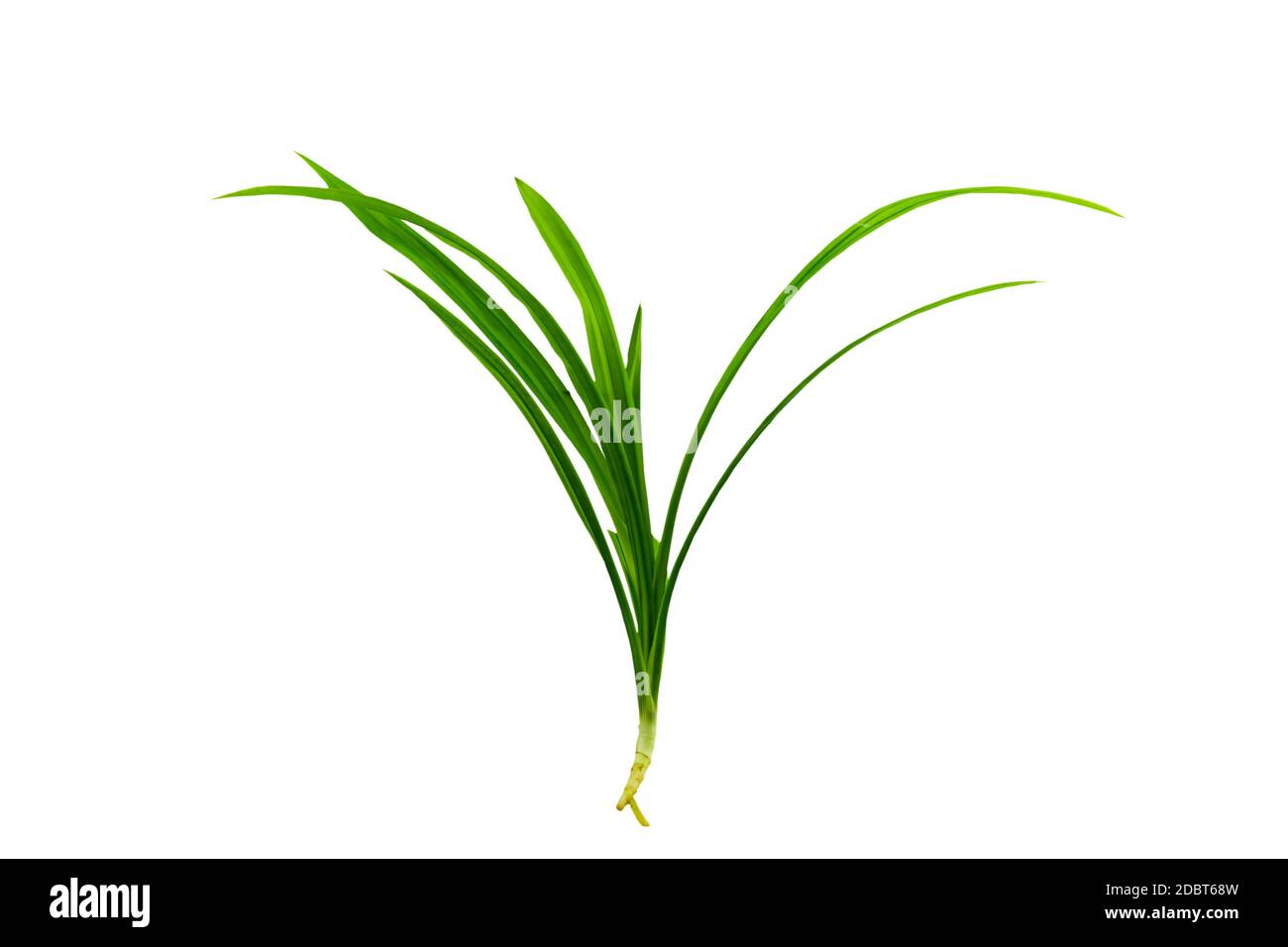 Gros plan feuille verte de Pandanus Palm, Pandan parfumé, Pandom wangi isolé sur fond blanc.enregistré avec le chemin d'écrêtage. Banque D'Images