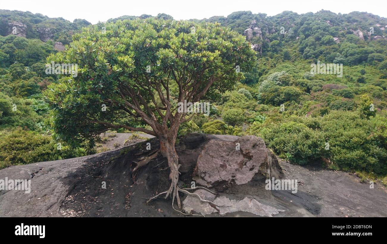 Petit arbre au sommet d'un Vulcano Banque D'Images