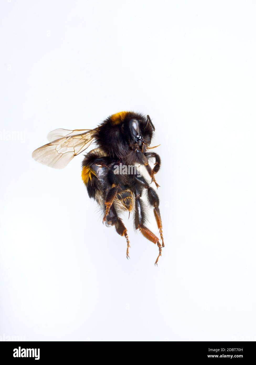 macro d'abeille bourdonneuse volante sur fond blanc Banque D'Images