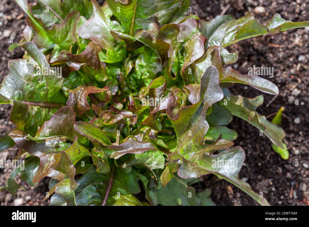 Ohikan «» Huvudsallat, laitue (Lactuca sativa var. capitata crispum) Banque D'Images