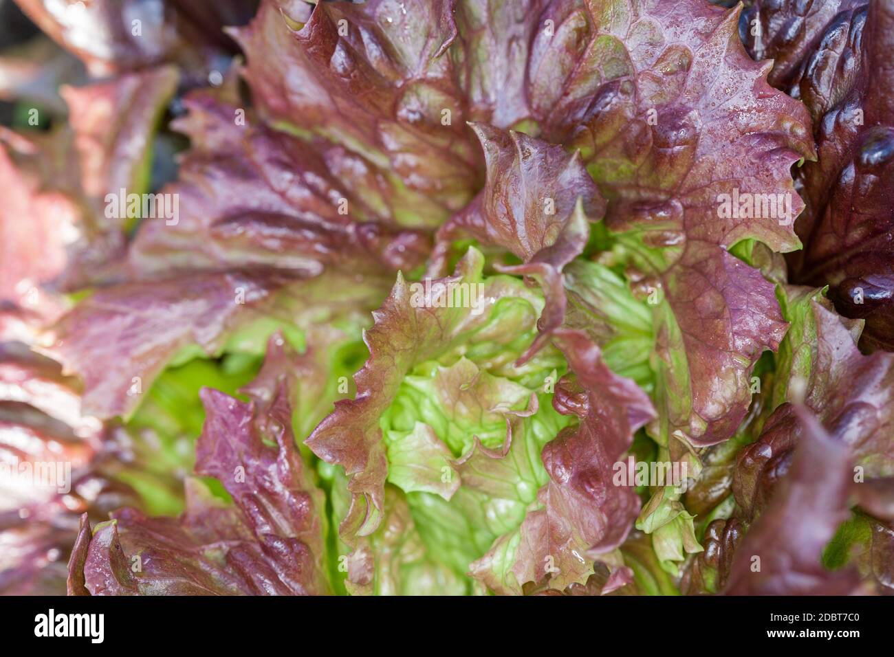 Ohikan «» Huvudsallat, laitue (Lactuca sativa var. capitata crispum) Banque D'Images