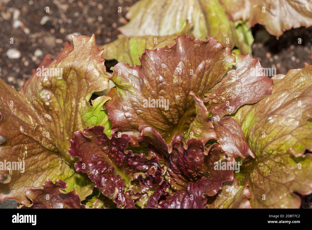 Laitue 'Sioux', Sallat (Lactuca sativa) Banque D'Images