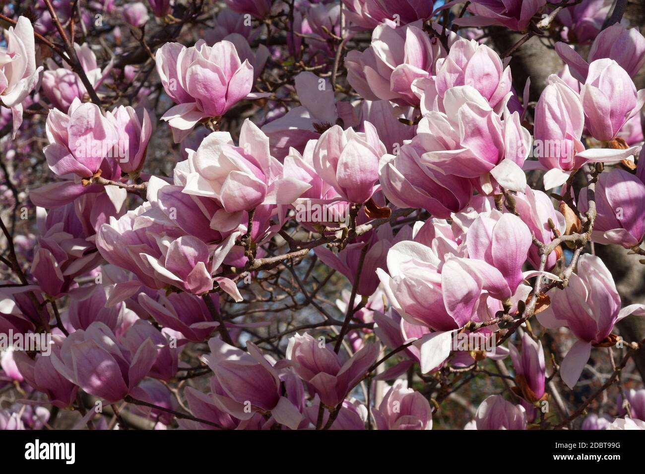 Soucoupe magnolia (Magnolia x soulangeana). Hybride entre Magnolia denudata et Magnolia liiliiflora. Appelé aussi Magnolia chinois et Tulip Magnolia Banque D'Images