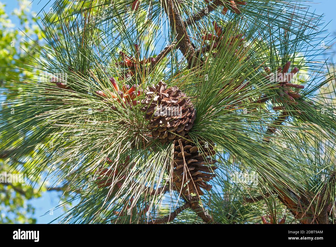 PIN à feuilles longues (Pinus palustris). Appelé PIN jaune du Sud aussi Banque D'Images