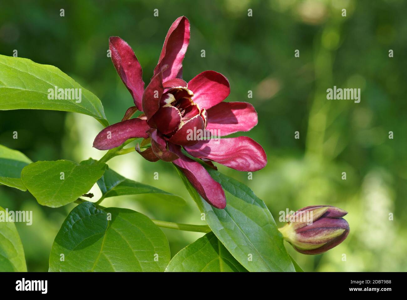 Eastern sweetshrub (Liriodendron tulipifera). Appelé aussi spicebush Caroline Banque D'Images