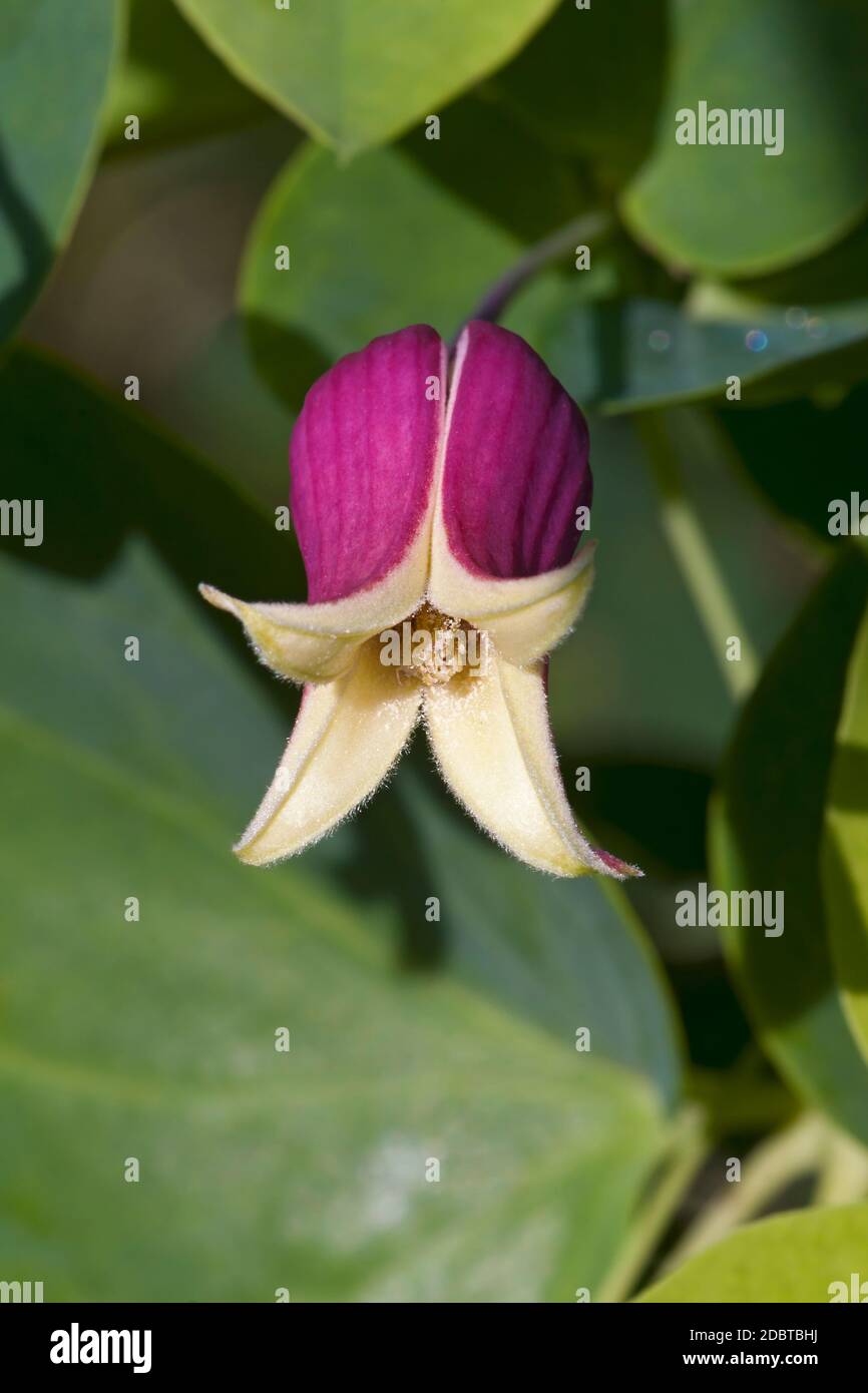 Fleur de cuir Whiteleaf (Clematis glaucophylla) Banque D'Images