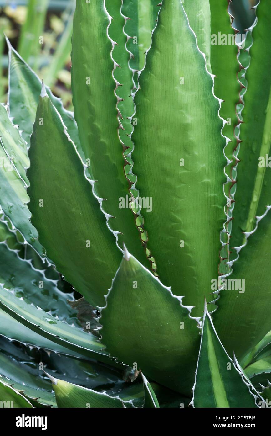 Plante du siècle de la résistance de Splendida (Agave lophantha slendida). Banque D'Images