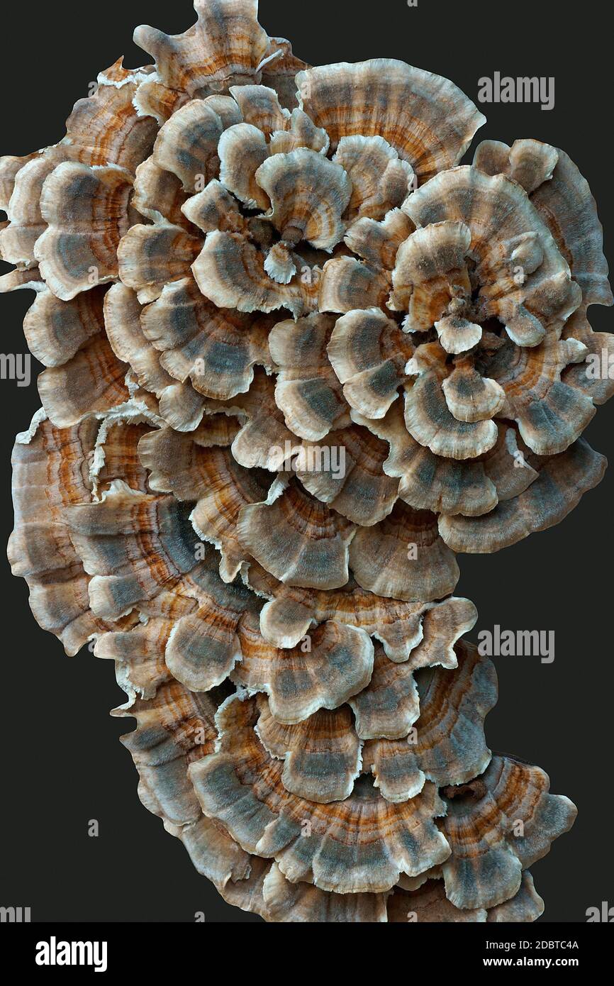 Champignon de la queue de dinde (Trametes versicolor). Synonymes: Coriolus versicolor et Polyporus versicolor. Image d'un champignon isolé sur fond noir Banque D'Images