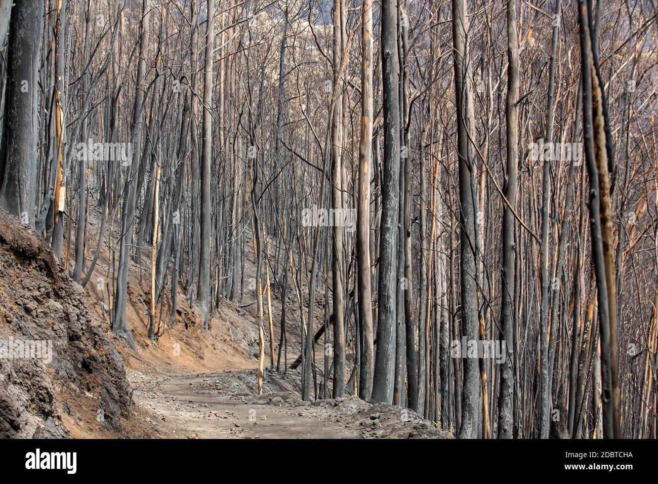 Forêts du patrimoine mondial de Madère terriblement détruites par les incendies en 2016. Certains arbres ont une énorme volonté de vie et ont survécu à cette catastrophe. Banque D'Images