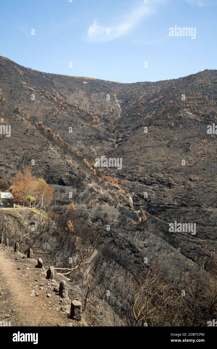 Forêts du patrimoine mondial de Madère terriblement détruites par les incendies en 2016. Certains arbres ont une énorme volonté de vie et ont survécu à cette catastrophe. Banque D'Images