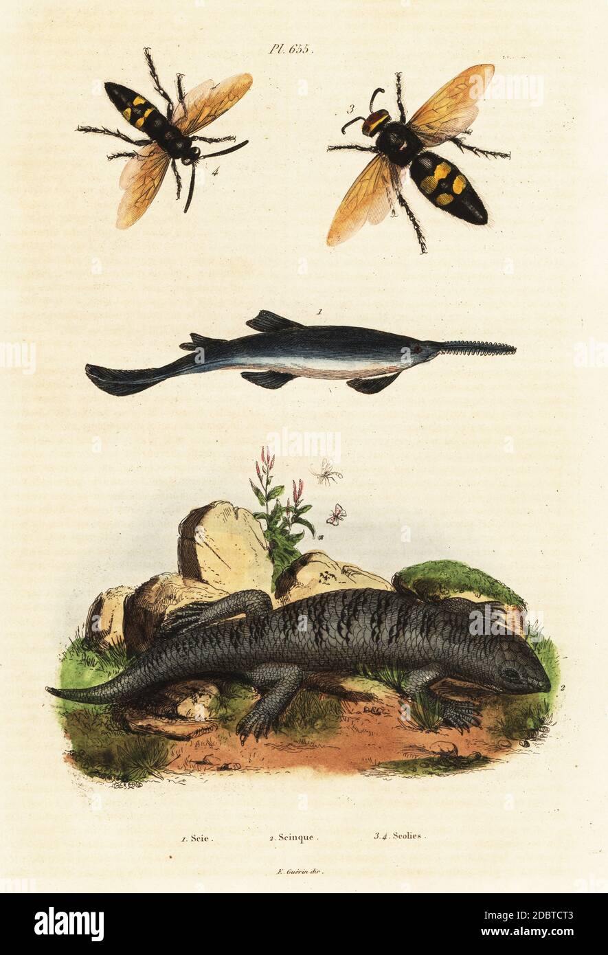 Poisson-scie Largtoth, en danger critique, Pristis pristis (Pristis antiquorum) 1, scinque ou poisson de sable, Scincus scincus (Scincus officinalis) 2, guêpe mammouth, Megascolia maculata (Scolia flavifrons), homme 3, femme 4. Scie, Scinque, Scolies. Gravure en acier de couleur main du dictionnaire Pittoresque d'Histoire naturelle de Felix-Edouard Guerin-Meneville, Paris, 1834-39. Banque D'Images