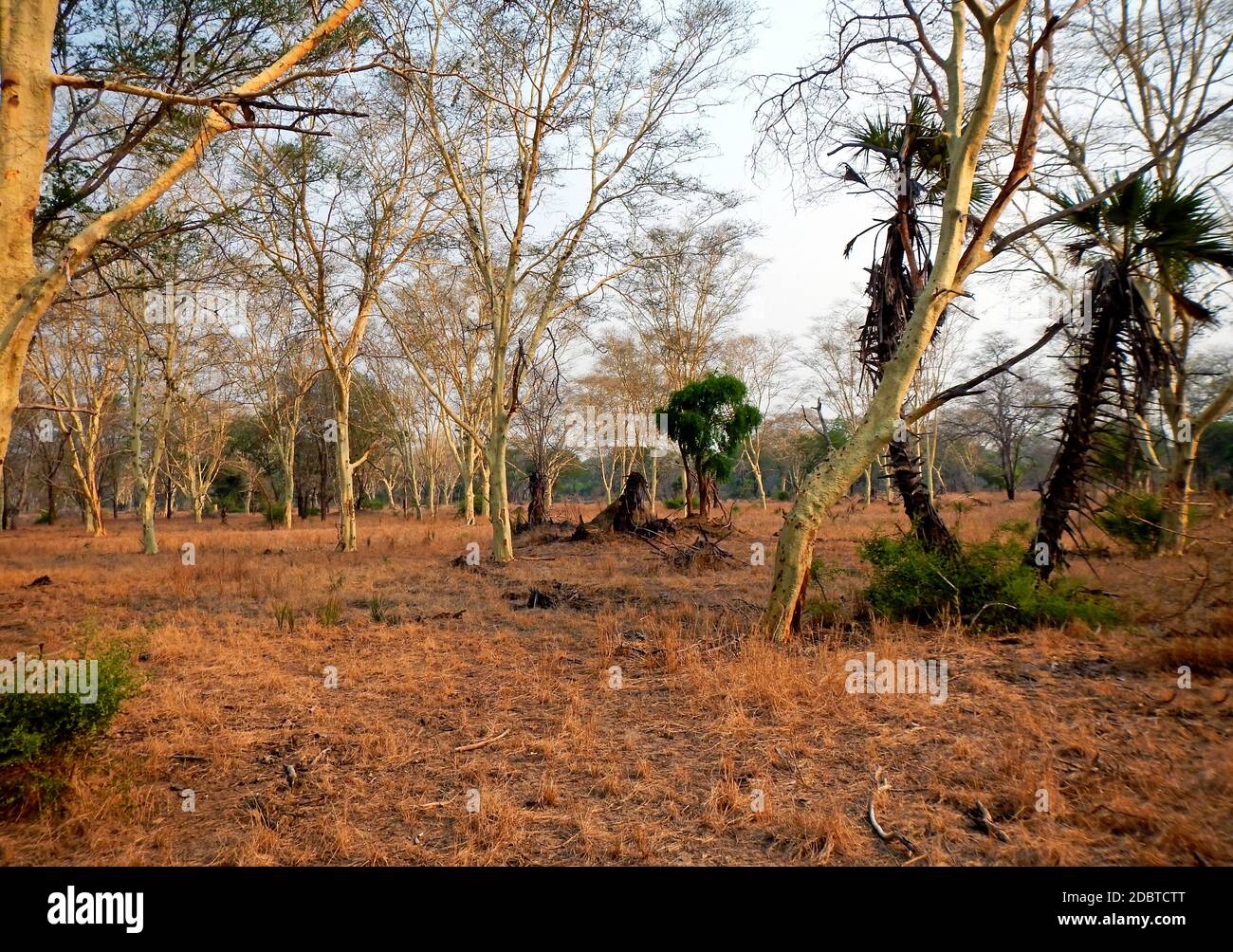 Forêt d'arbres de fièvre dans le parc national de Gorongosa au Mozambique Banque D'Images