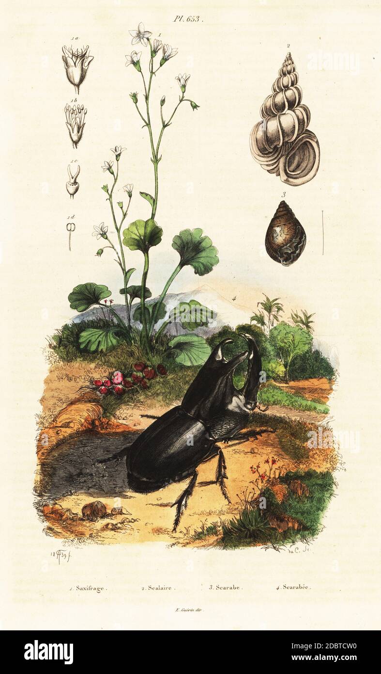 Saxifrage de prairie, Saxifraga granulata 1, Epitonium scalare (Scalaria pretiosa) 2, escargot, Pythia scarabaeus (Scarabus imbium) 3, rhinoceros scarate, Enema pan (Scarabeus chorinaeus) 4. Saxifrage, Scalaire, Scarabe, SCARABEE. Gravure en acier de couleur main par du casse d'après une illustration par Adolph Fries du Dictionnaire Pittoresque d'Histoire naturelle (Dictionnaire pittoresque d'Histoire naturelle) de Felix-Edouard Guerin-Meneville, Paris, 1834-39. Banque D'Images