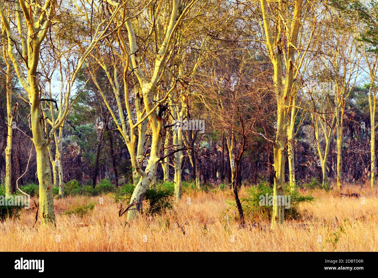 Forêt d'arbres de fièvre dans le parc national de Gorongosa au Mozambique Banque D'Images