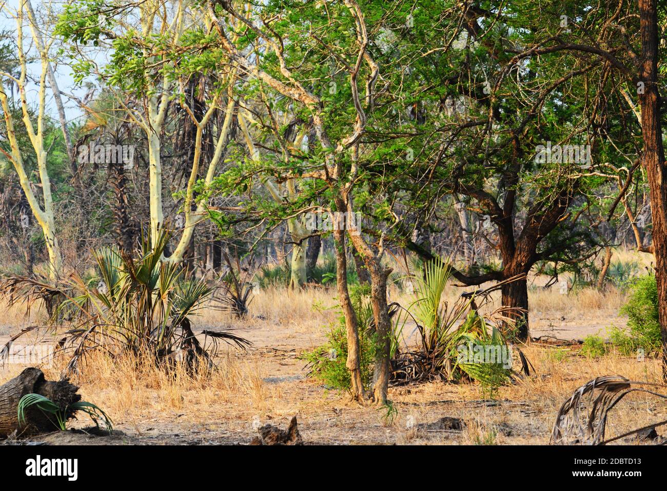 Forêt d'arbres de fièvre dans le parc national de Gorongosa au Mozambique Banque D'Images