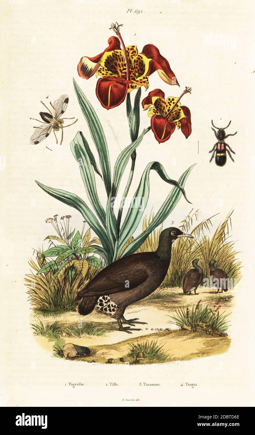 Tigre iris, Tigridia pavonia, Tillus unifasciatus, grand tinamou, Tinamus Major (Tinamus brasiliensis), azalea coccinelle, Stephanitis pyrioides (Tingis pyri). Gravure en acier de couleur main du casse du dictionnaire Pittoresque d'Histoire naturelle de Felix-Edouard Guerin-Meneville (Dictionnaire pittoresque d'Histoire naturelle), Paris, 1834-39. Banque D'Images