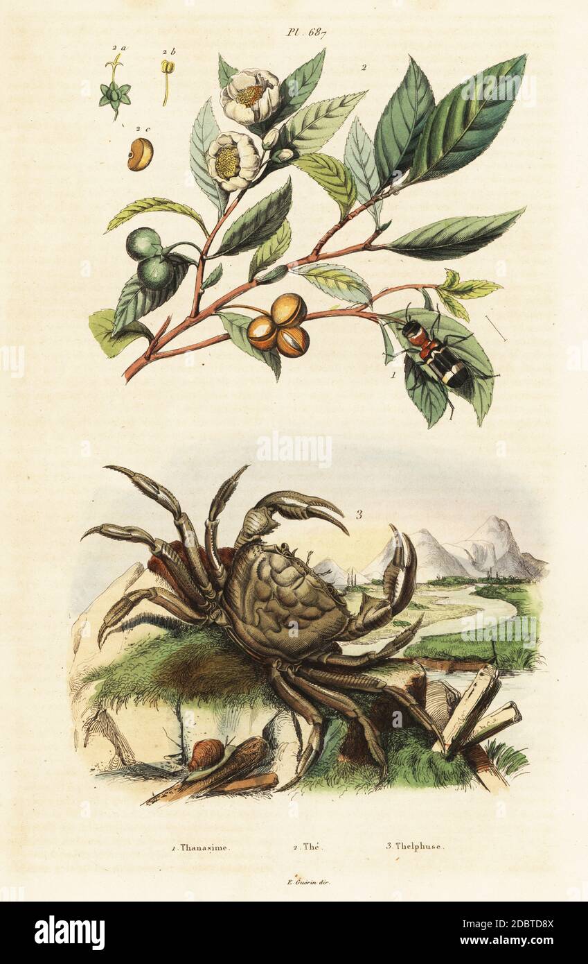 Dendroctone à damiers, Clerus mutillarius (Thanasimus mutillarius), plante à thé, Camellia sinensis (Thea), et crabe d'eau douce, Potamon fluviatile (Thelphusa fluviatilis). Thanasime, le, Thelphuse. Gravure en acier de couleur main du casse du dictionnaire Pittoresque d'Histoire naturelle de Felix-Edouard Guerin-Meneville (Dictionnaire pittoresque d'Histoire naturelle), Paris, 1834-39. Banque D'Images