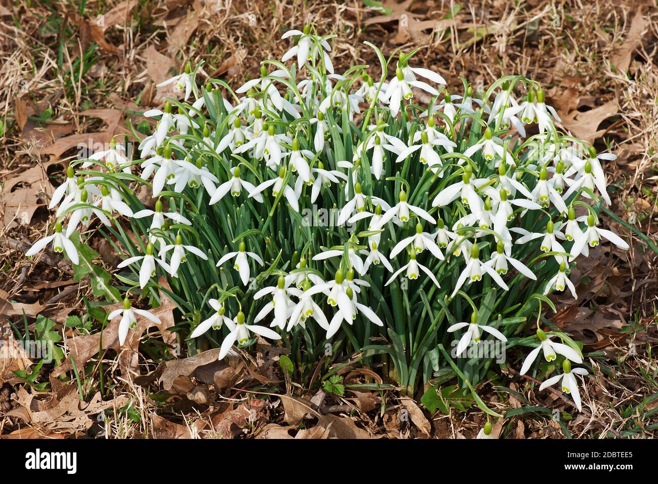 Snowdrop (Galanthus nivalis). Appelé également chute de neige commune Banque D'Images
