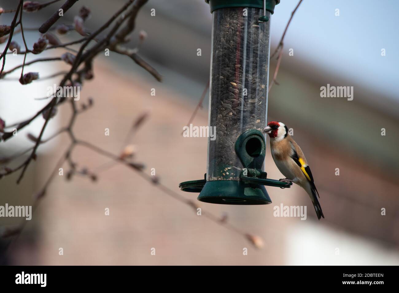 Goldfinch repose sur une colonne d'alimentation et des flux Banque D'Images