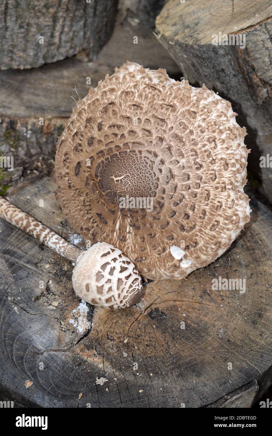 Champignons parasol sur bois Banque D'Images