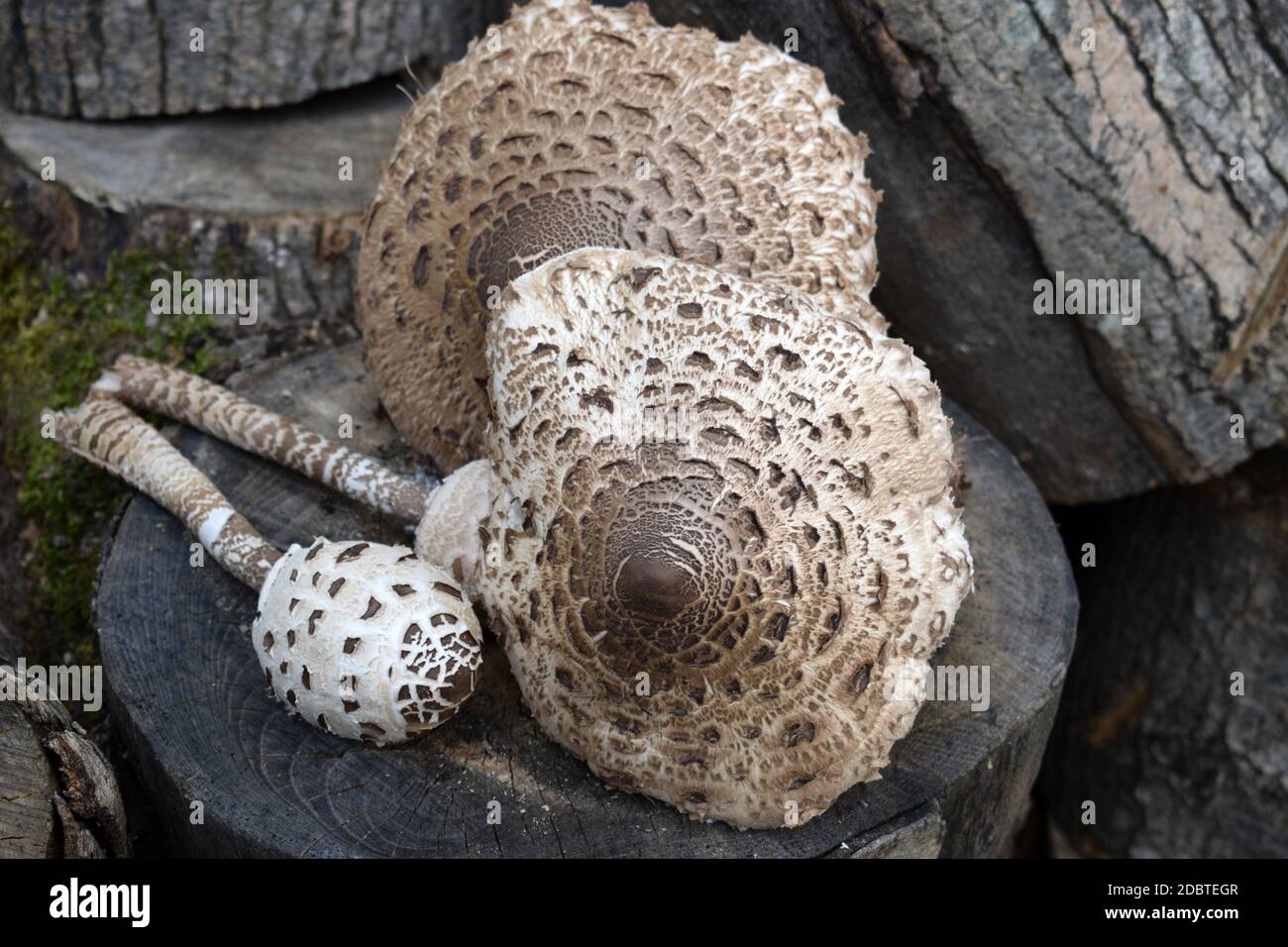Champignons parasol sur bois Banque D'Images
