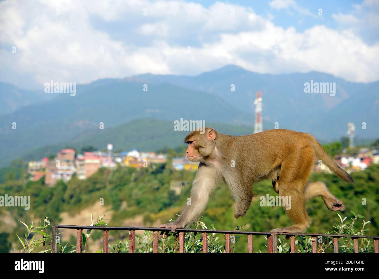 Handicap Monkey marchant sur une clôture en fer Banque D'Images