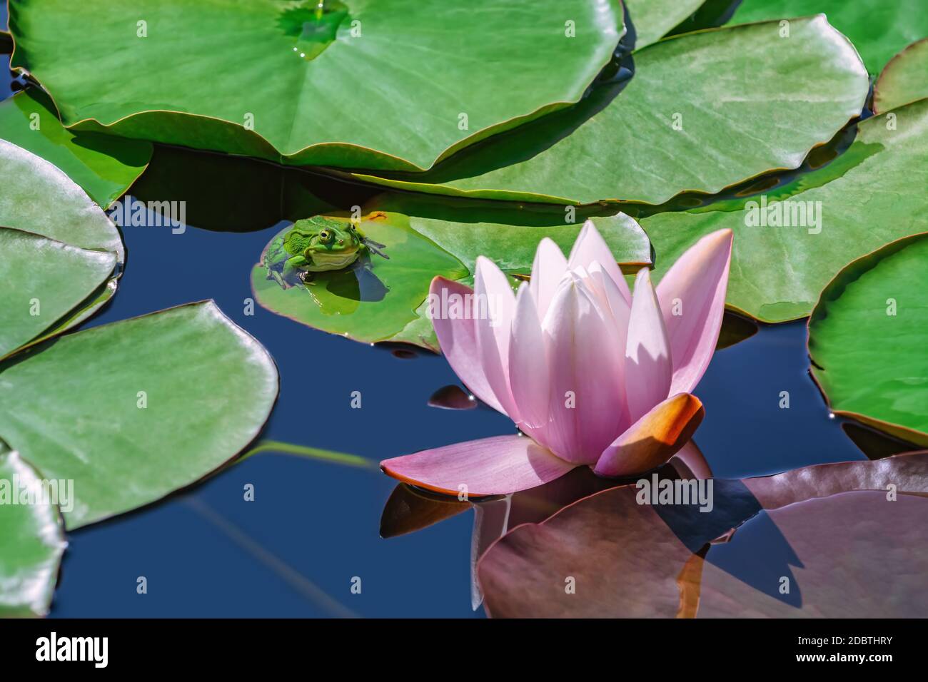 Grenouille assise sur le coussinet flottant près du nénuphars fleur Banque D'Images