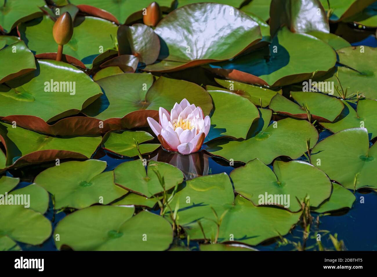 Fleur de nénuphars flottant et coussins dans l'étang Banque D'Images