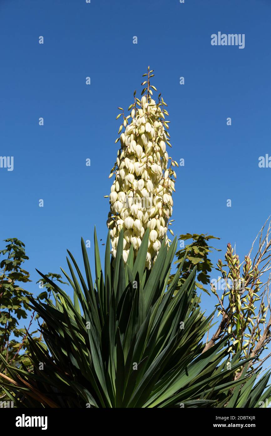 Yucca gloriosa, ou dagger espagnol, présentant des panicules de fleurs en forme de cloche Banque D'Images