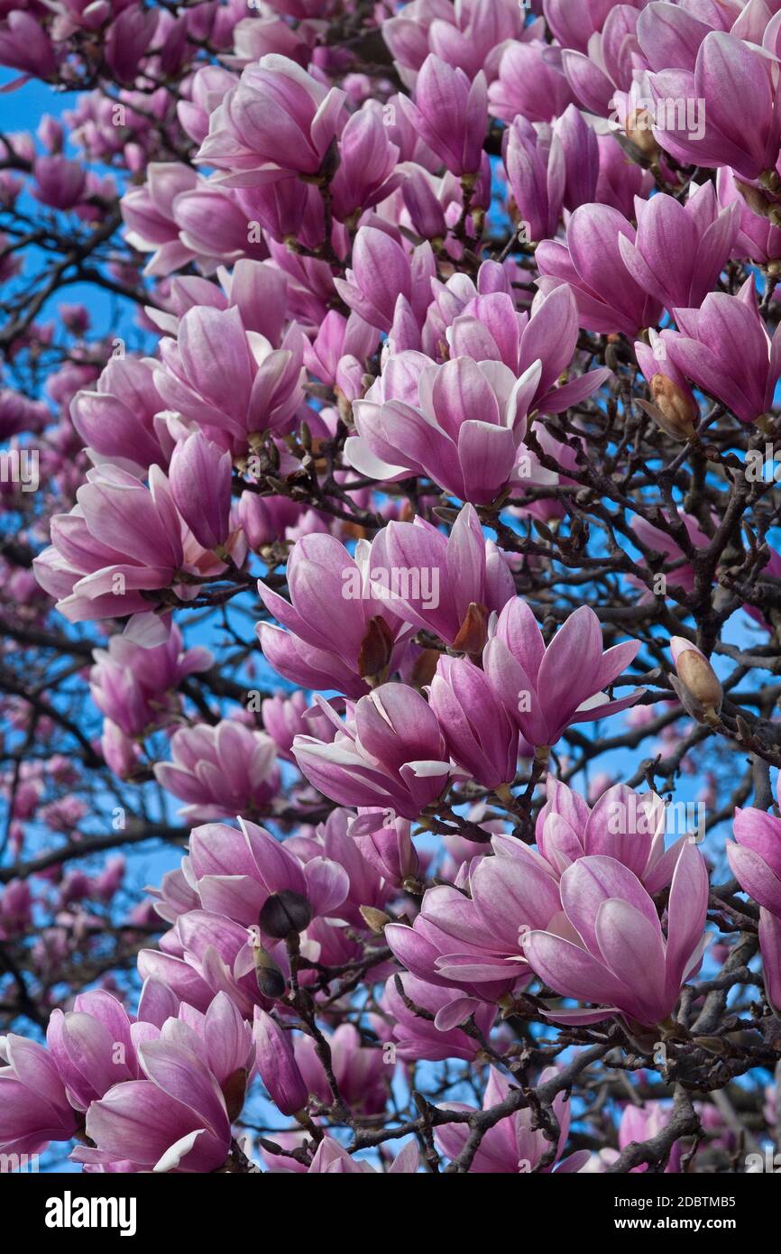 Soucoupe magnolia (Magnolia x soulangeana). Hybride entre Magnolia denudata et Magnolia liiliiflora. Appelé aussi Magnolia chinois et Tulip Magnolia Banque D'Images