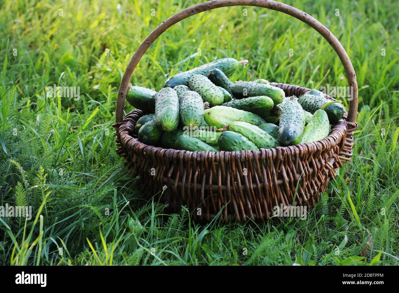 Récolter des concombres dans un panier sur l'herbe, fond vert . Banque D'Images