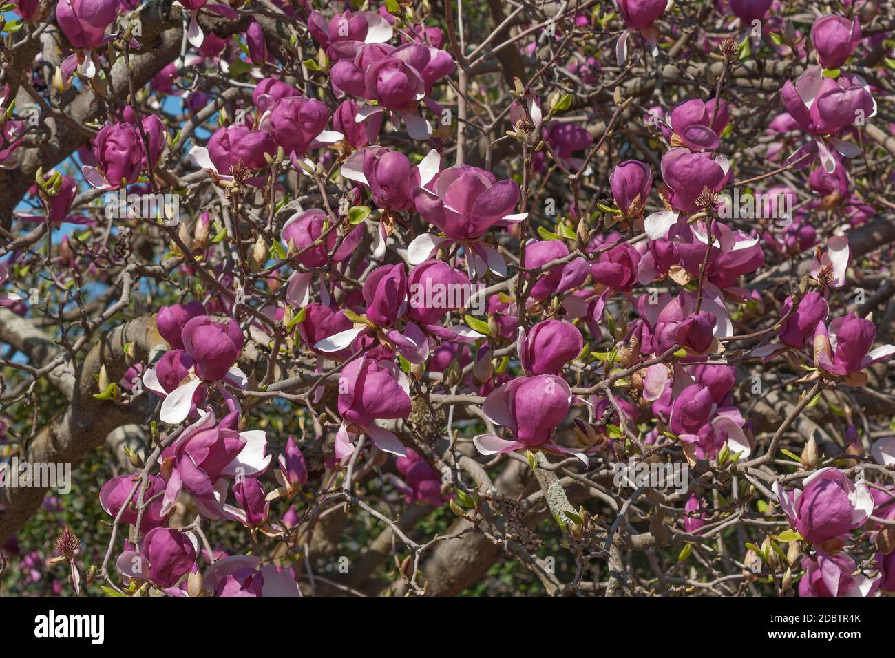 Grace McDade soucoupe magnolia (Magnolia x soulangeana Grace McDade) Banque D'Images