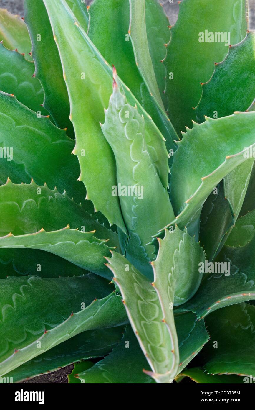 Iron Man Mangave (Agave Iron Man) Banque D'Images
