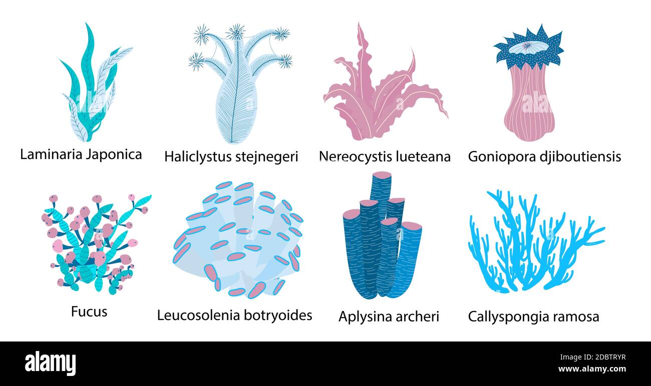 Vie marine. Algues. Kelp arrière-plan monde sous-marin Banque D'Images