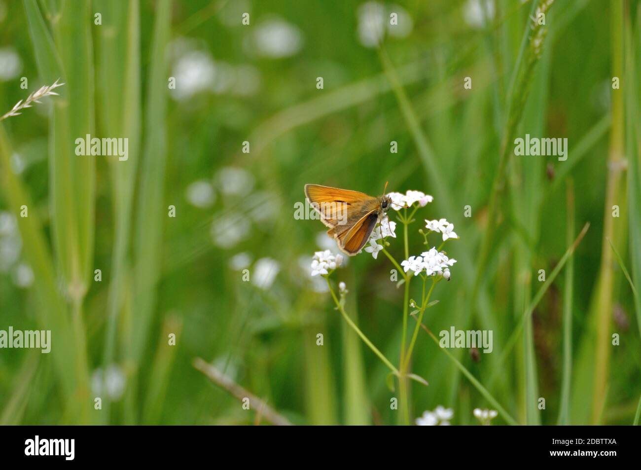 Brunkolbiger Braun-Dickkopffalter (Thymelicus sylvestris) auf der Halbinsel Gnitz am Achterwasser der Insel Usedom auf einer weißen Blüte. Banque D'Images