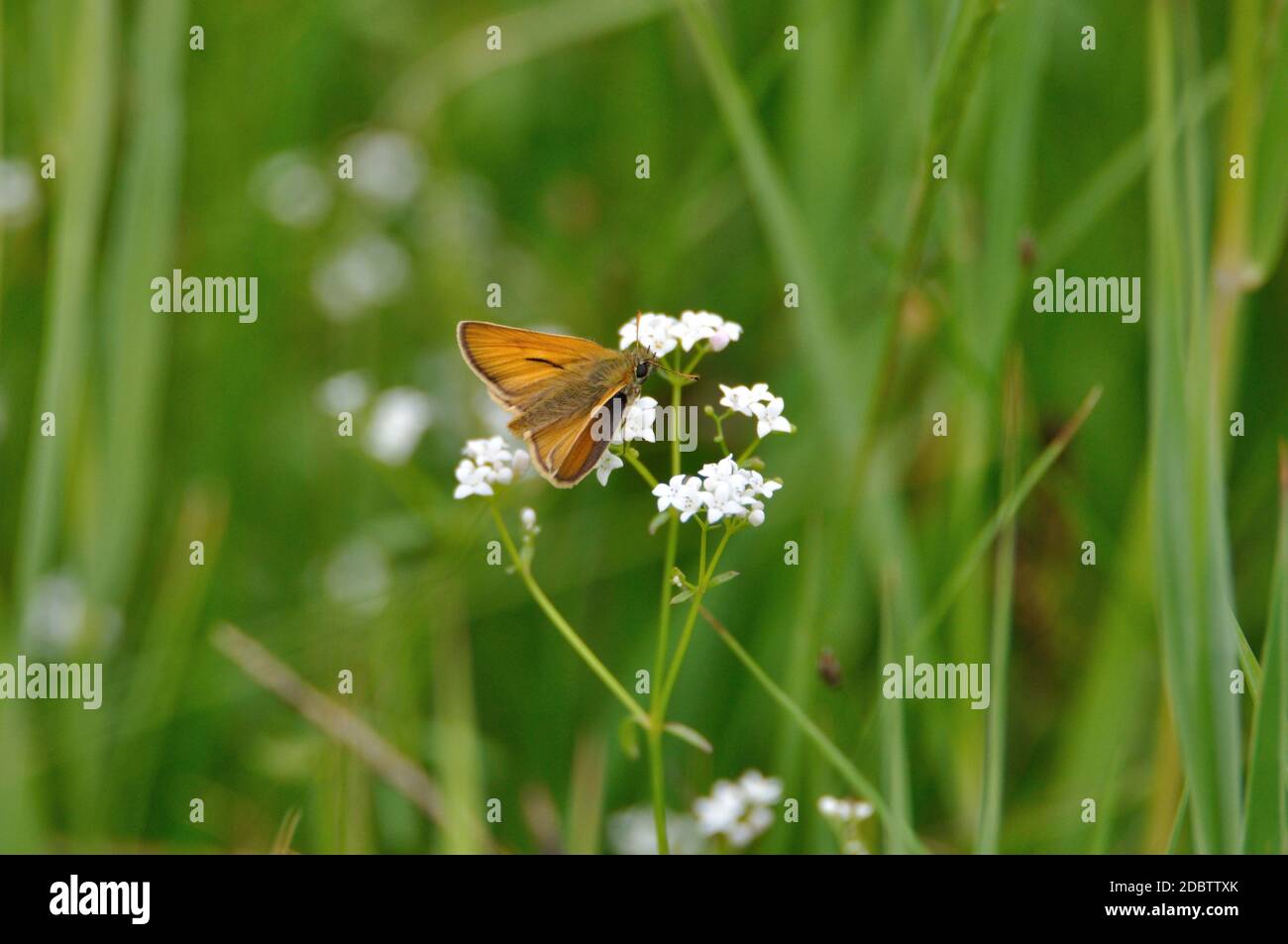 Brunkolbiger Braun-Dickkopffalter (Thymelicus sylvestris) auf der Halbinsel Gnitz am Achterwasser der Insel Usedom auf einer weißen Blüte. Banque D'Images