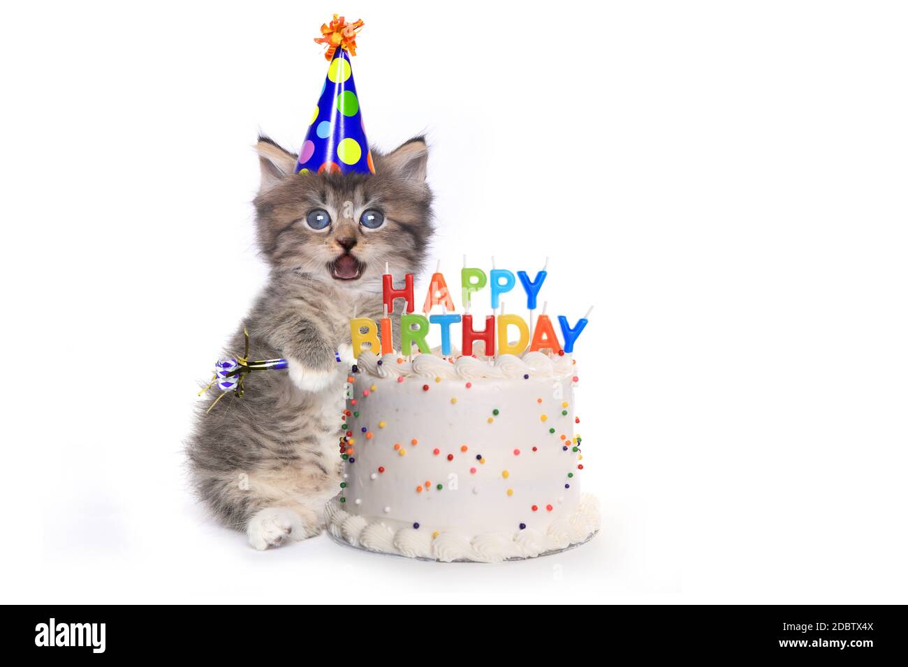 Adorable chaton sur blanc avec célébration du gâteau d'anniversaire Banque D'Images