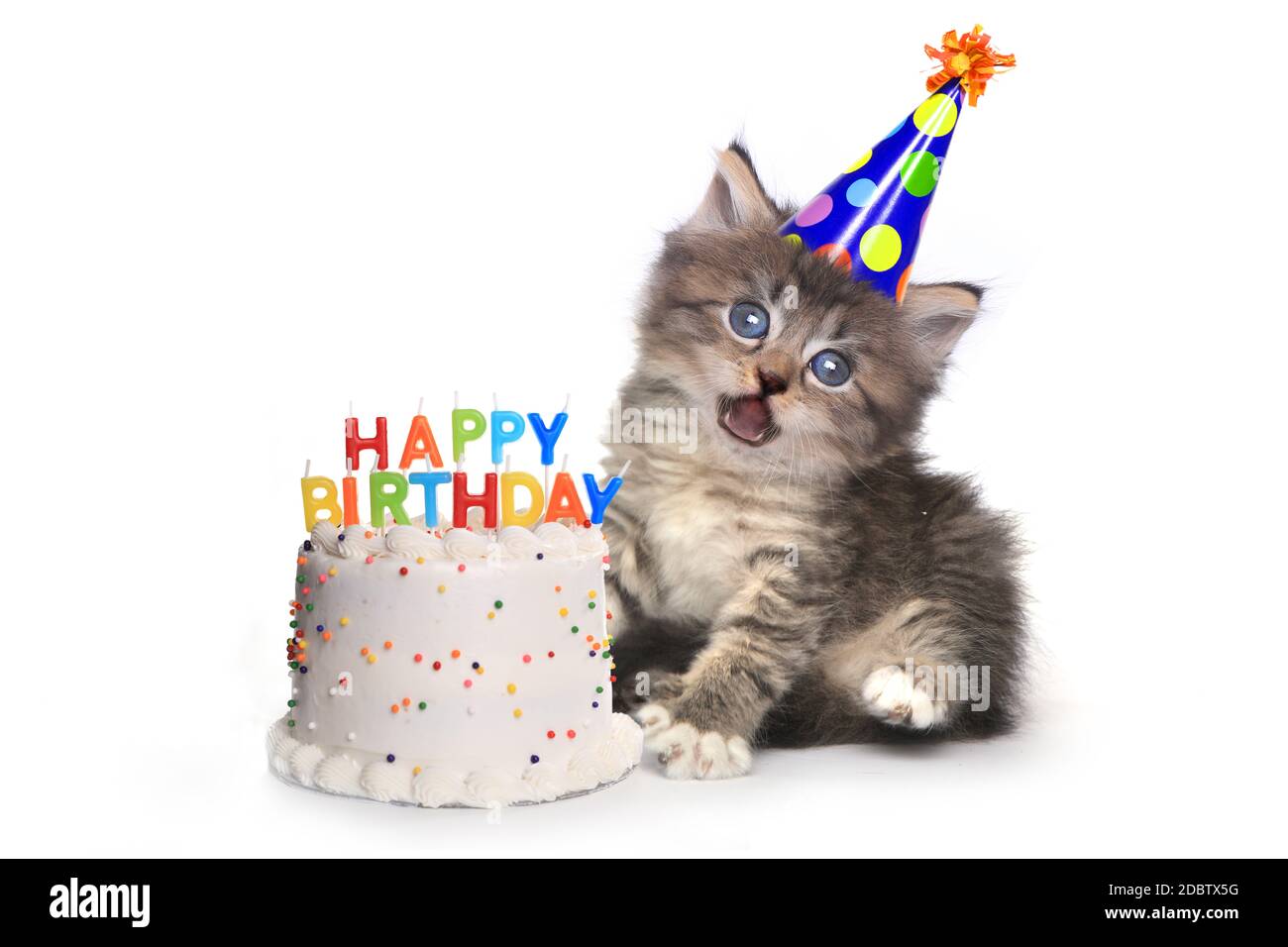 Adorable chaton sur blanc avec célébration du gâteau d'anniversaire Banque D'Images